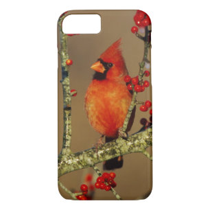 Northern Cardinal male perched, IL iPhone 8/7 Case