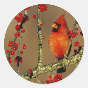 Northern Cardinal male perched, IL Classic Round Sticker
