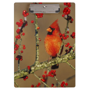 Northern Cardinal male perched, IL Clipboard