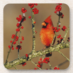 Northern Cardinal male perched, IL Coaster