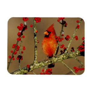 Northern Cardinal male perched, IL Magnet
