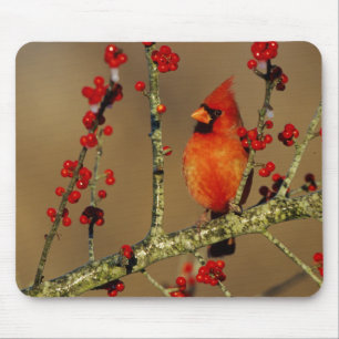 Northern Cardinal male perched, IL Mouse Mat