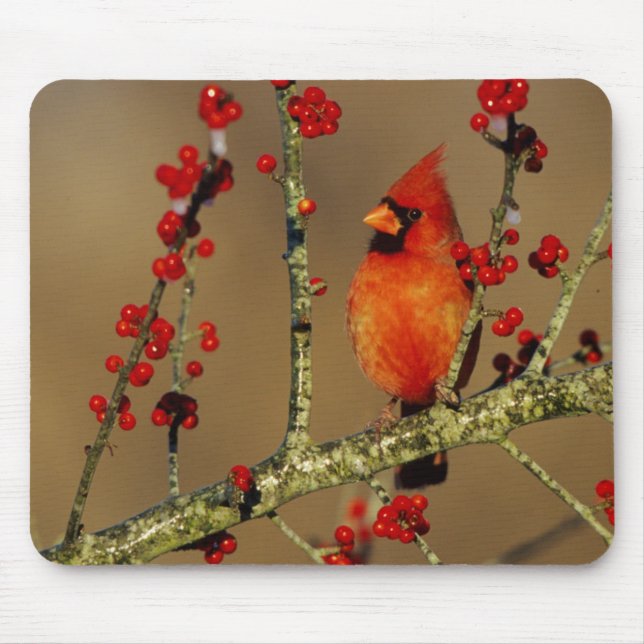 Northern Cardinal male perched, IL Mouse Mat (Front)