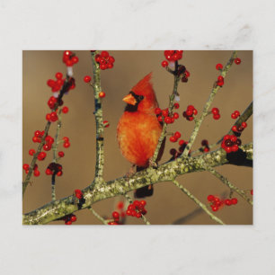 Northern Cardinal male perched, IL Postcard