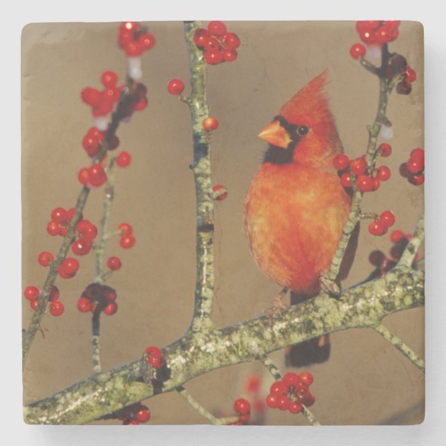 Northern Cardinal male perched, IL Stone Coaster (Front)
