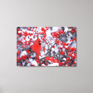 Northern Cardinal male, Winter, IL Canvas Print
