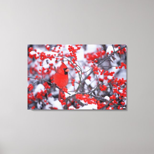 Northern Cardinal male, Winter, IL Canvas Print (Front)
