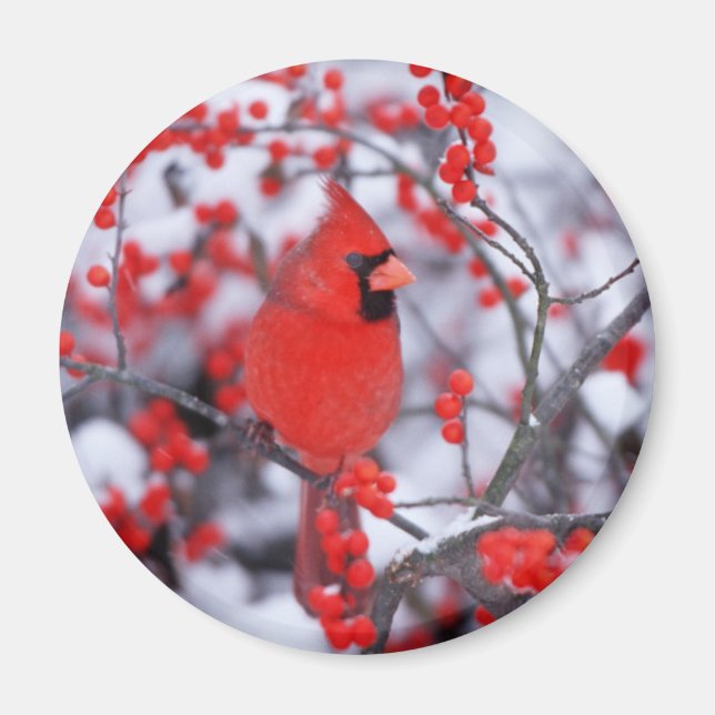 Northern Cardinal male, Winter, IL Magnet (Front)