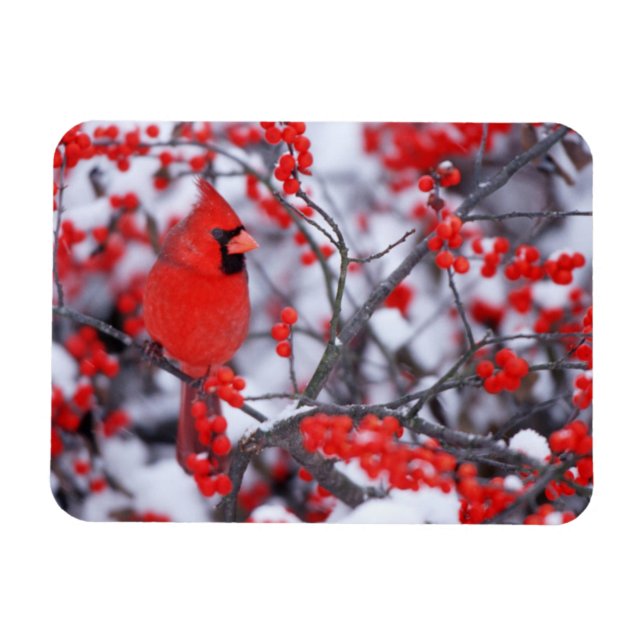 Northern Cardinal male, Winter, IL Magnet (Horizontal)