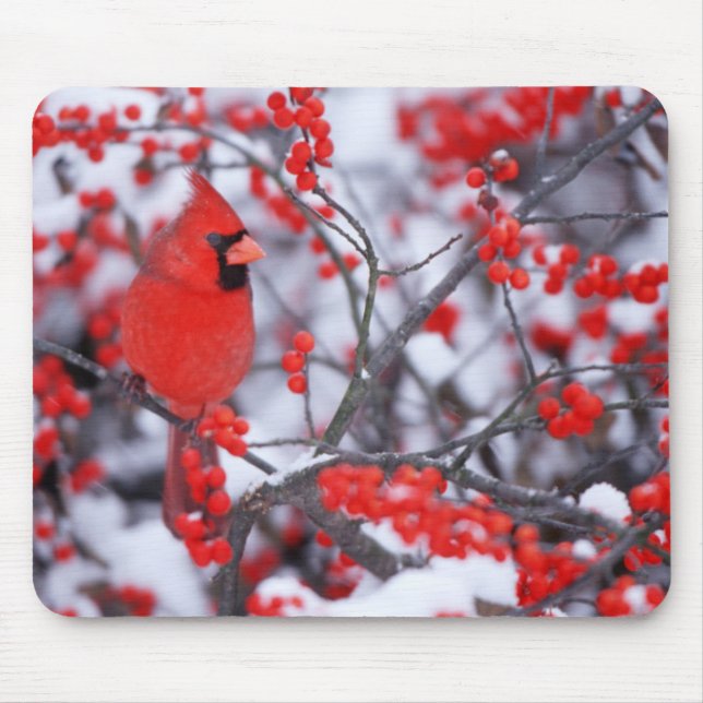 Northern Cardinal male, Winter, IL Mouse Mat (Front)