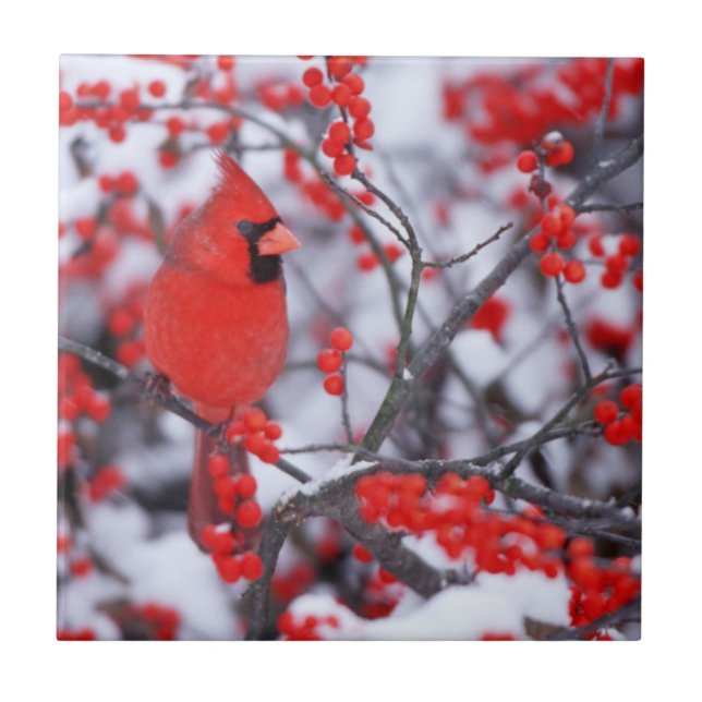 Northern Cardinal male, Winter, IL Tile (Front)