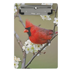 Northern Cardinal Mini Clipboard
