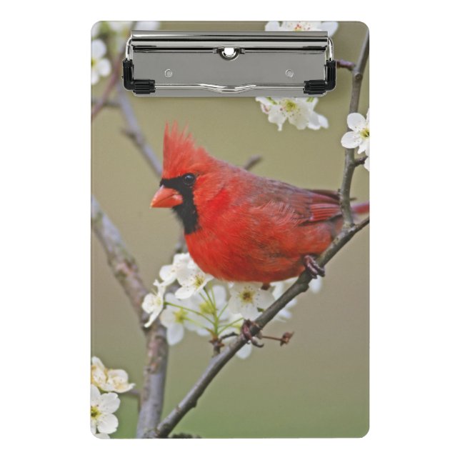 Northern Cardinal Mini Clipboard (Front)