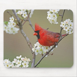 Northern Cardinal Mouse Mat
