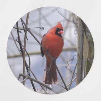 Northern Cardinal on a Misty Morning
