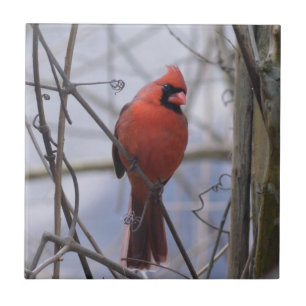 Northern Cardinal on a Misty Morning Tile