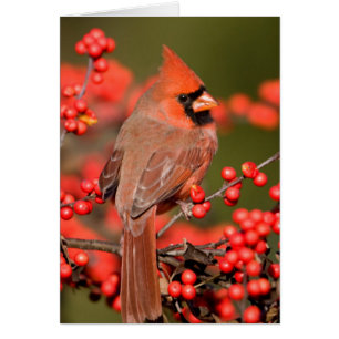 Northern Cardinal on Common Winterberry