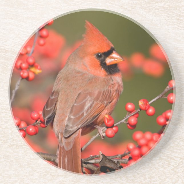 Northern Cardinal on Common Winterberry Coaster (Front)