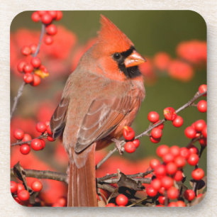 Northern Cardinal on Common Winterberry Coaster