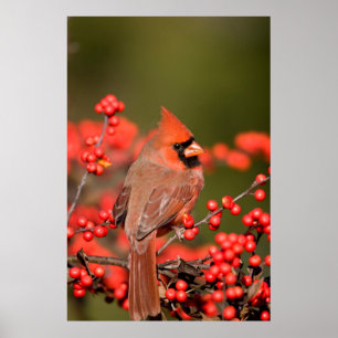 Northern Cardinal on Common Winterberry Poster