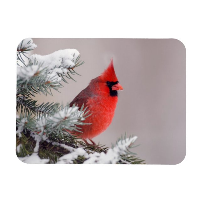 Northern Cardinal Perched In A Tree Magnet (Horizontal)