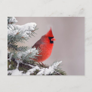 Northern Cardinal Perched In A Tree Postcard