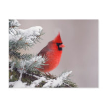 Northern Cardinal Perched In A Tree