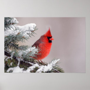 Northern Cardinal Perched In A Tree Poster