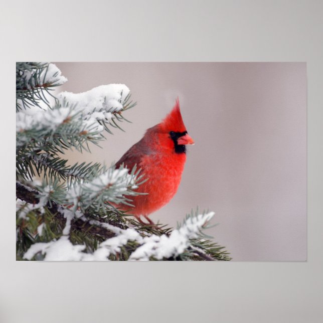 Northern Cardinal Perched In A Tree Poster (Front)