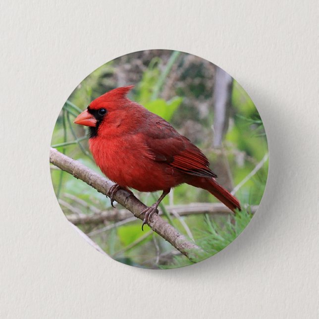 Northern Cardinal Photo 6 Cm Round Badge (Front)