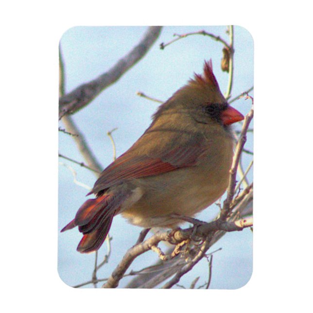 Northern Cardinal Photo Magnet (Vertical)