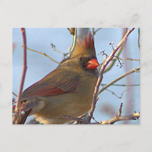 Northern Cardinal Photo Postcard