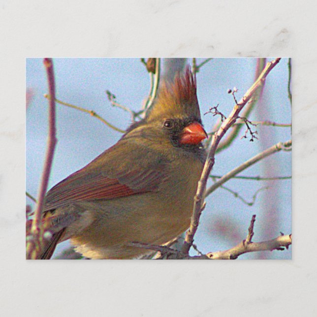 Northern Cardinal Photo Postcard (Front)