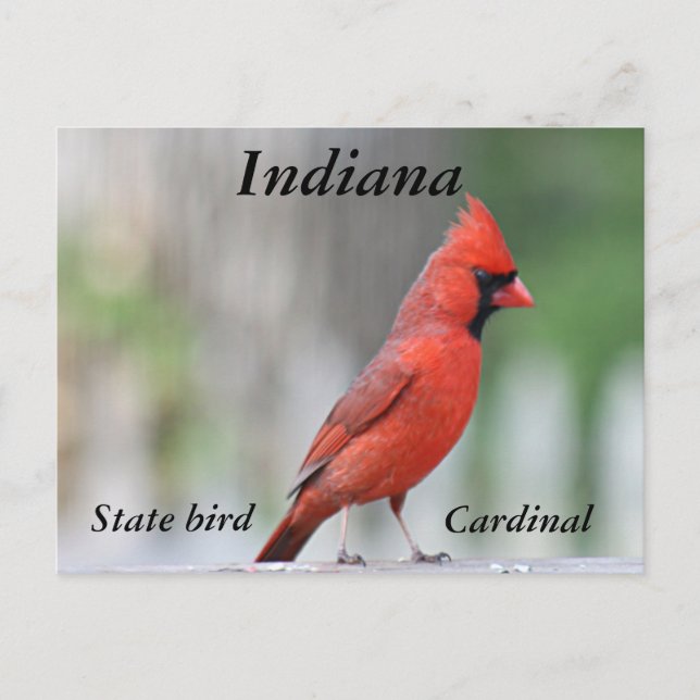 Northern Cardinal photo Postcard (Front)