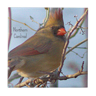Northern Cardinal Photo Tile