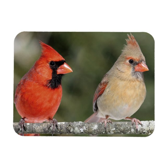 Northern Cardinal Photograph Flexible Magnet (Horizontal)