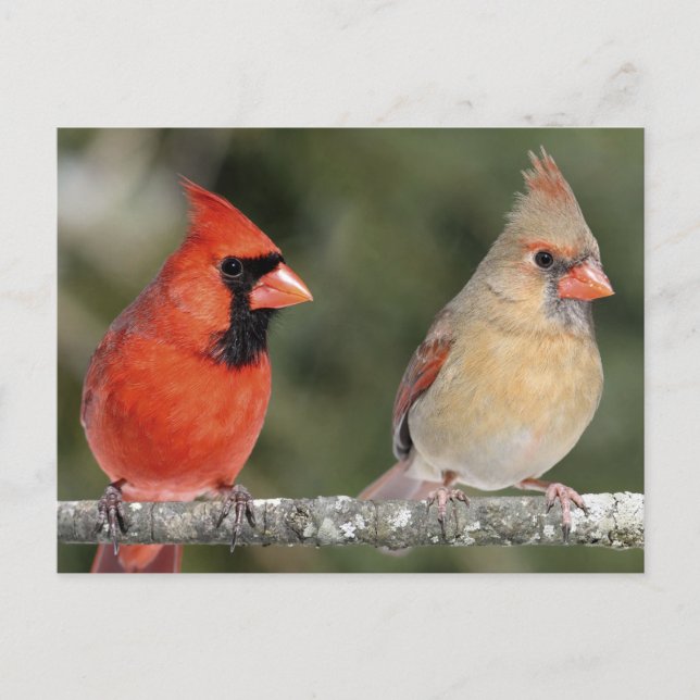 Northern Cardinal Photograph Postcard (Front)