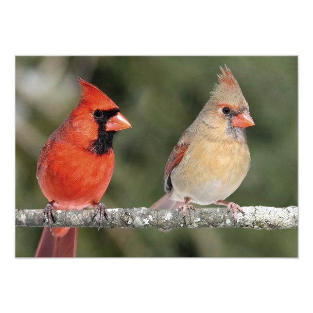 Northern Cardinal Photograph Print (Front)
