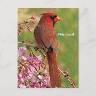 Northern Cardinal Postcard