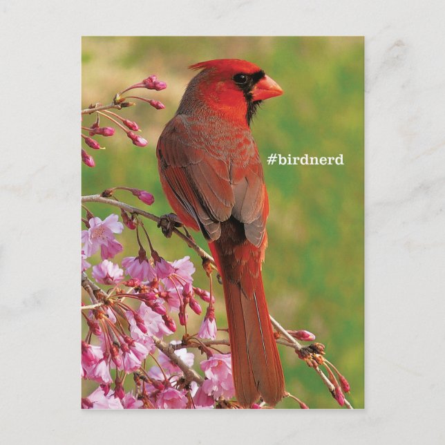 Northern Cardinal Postcard (Front)