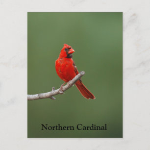 Northern Cardinal Postcard
