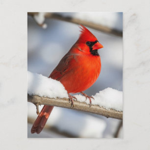 Northern Cardinal Postcard