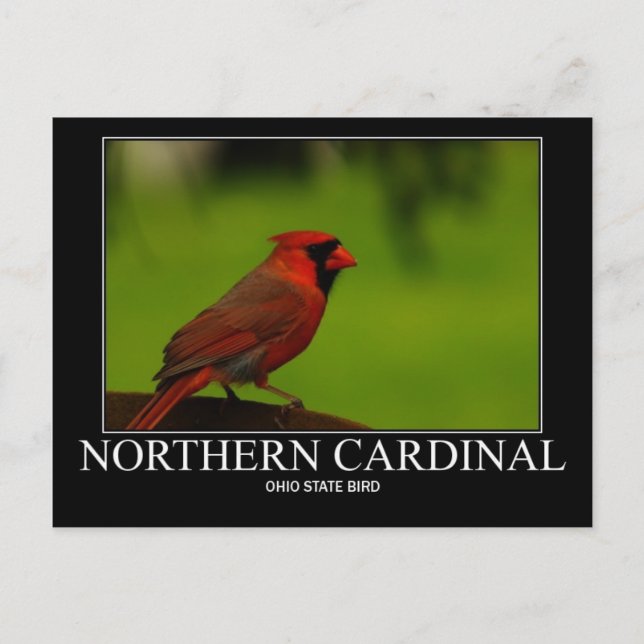 Northern Cardinal Postcard (Front)
