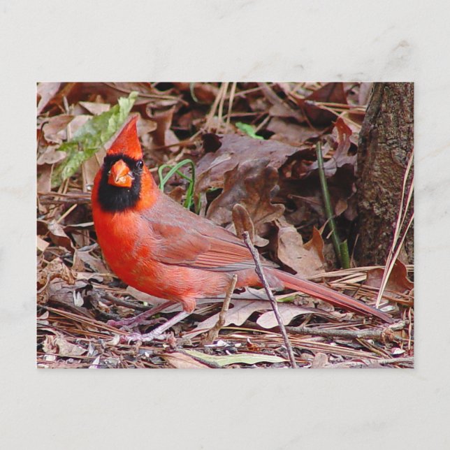 Northern Cardinal Postcard (Front)