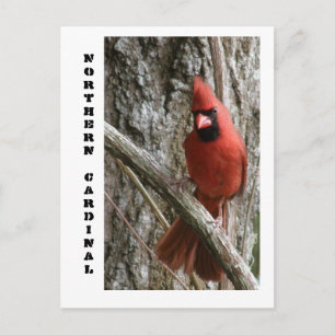 Northern Cardinal Postcard