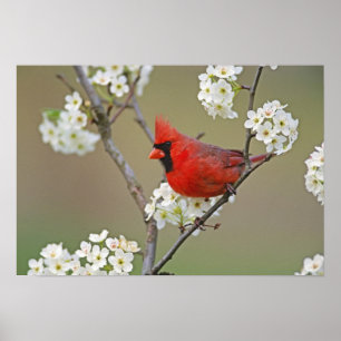 Northern Cardinal Poster