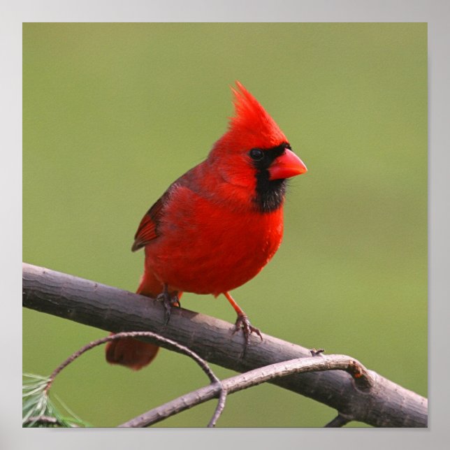 Northern Cardinal Poster (Front)
