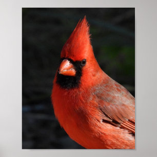 Northern Cardinal Red Bird Portrait Nature Photogr Poster