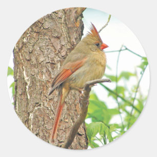 Northern Cardinal Red Bird Sticker