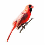 Northern Cardinal Standing Photo Sculpture<br><div class="desc">An image of a Northern Cardinal</div>